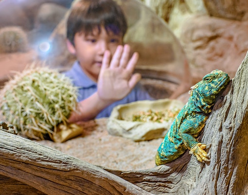 Guest observing a lizard at RepTopia, Singapore Zoo.