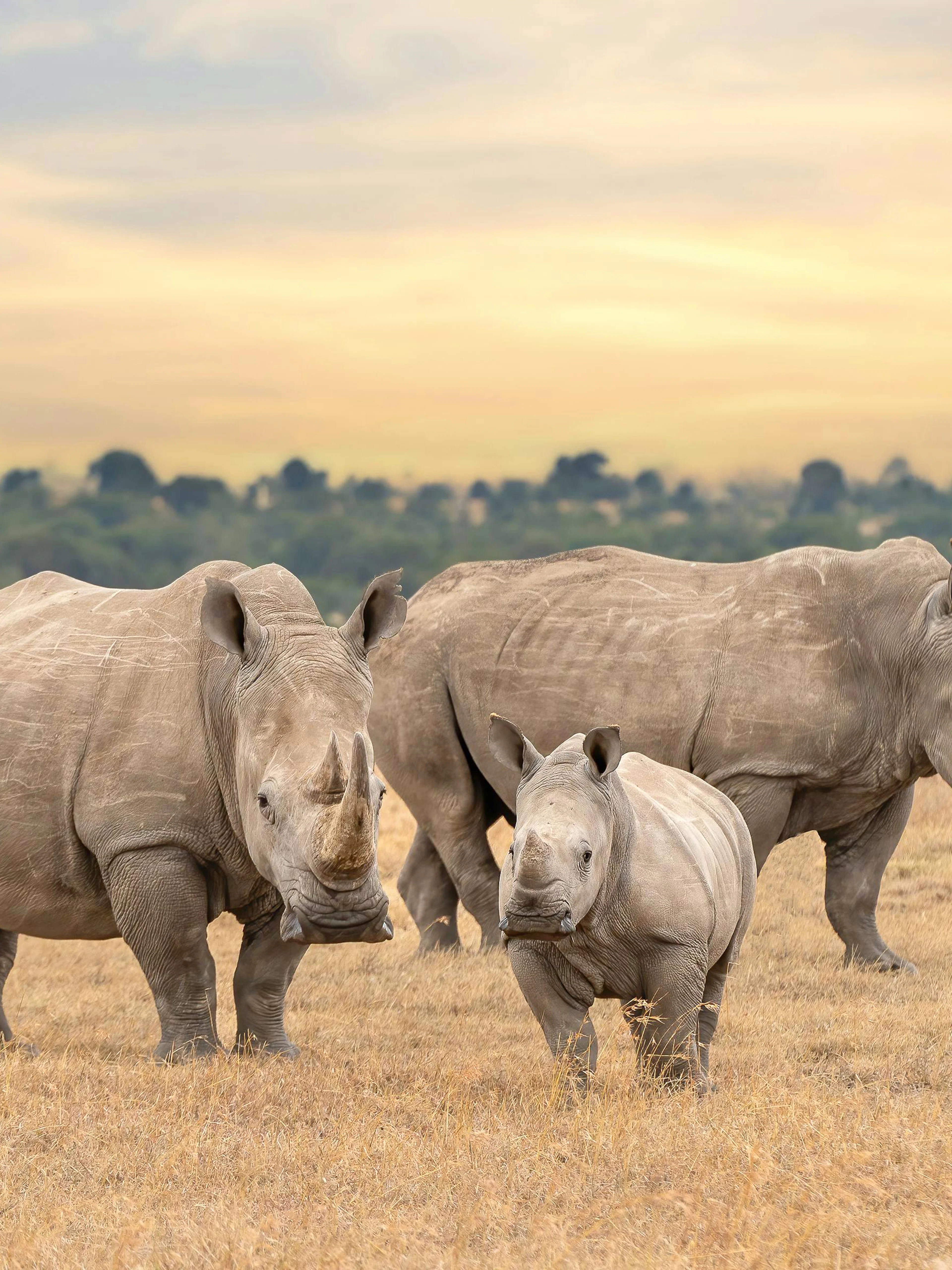 White rhino family at sunset in Ol Pejeta Conservancy, Kenya.