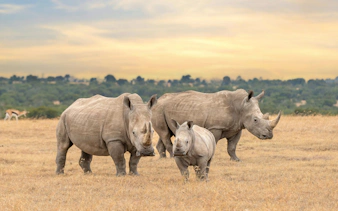 White rhino family at sunset in Ol Pejeta Conservancy, Kenya.