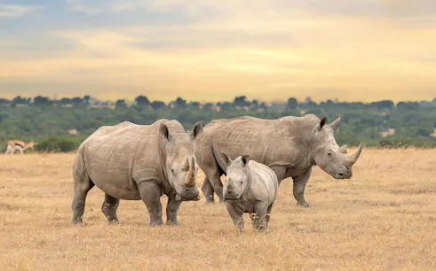 White rhino family at sunset in Ol Pejeta Conservancy, Kenya.