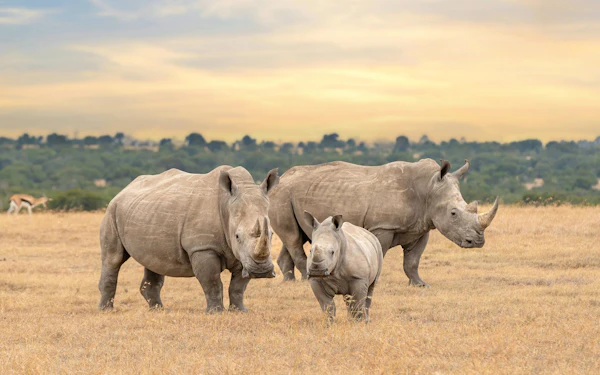 From Nairobi: Ol Pejeta Conservancy 4x4 Safari with Northern White Rhinos & Chimpanzees