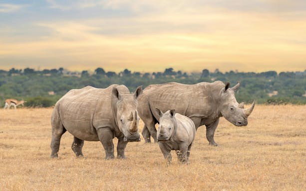White rhino family at sunset in Ol Pejeta Conservancy, Kenya.