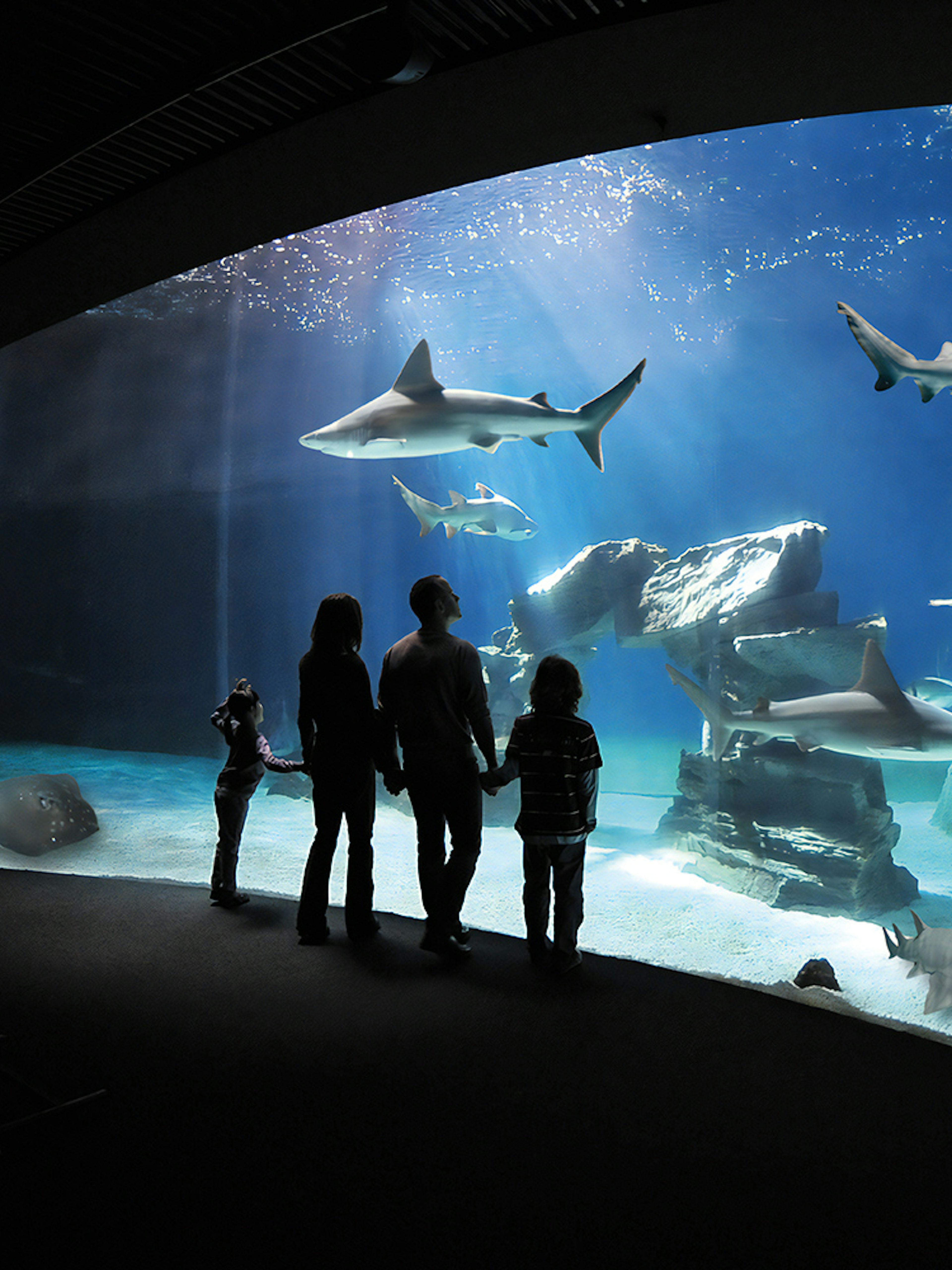 Visitors observing sharks and rays at the Genoa Aquarium.