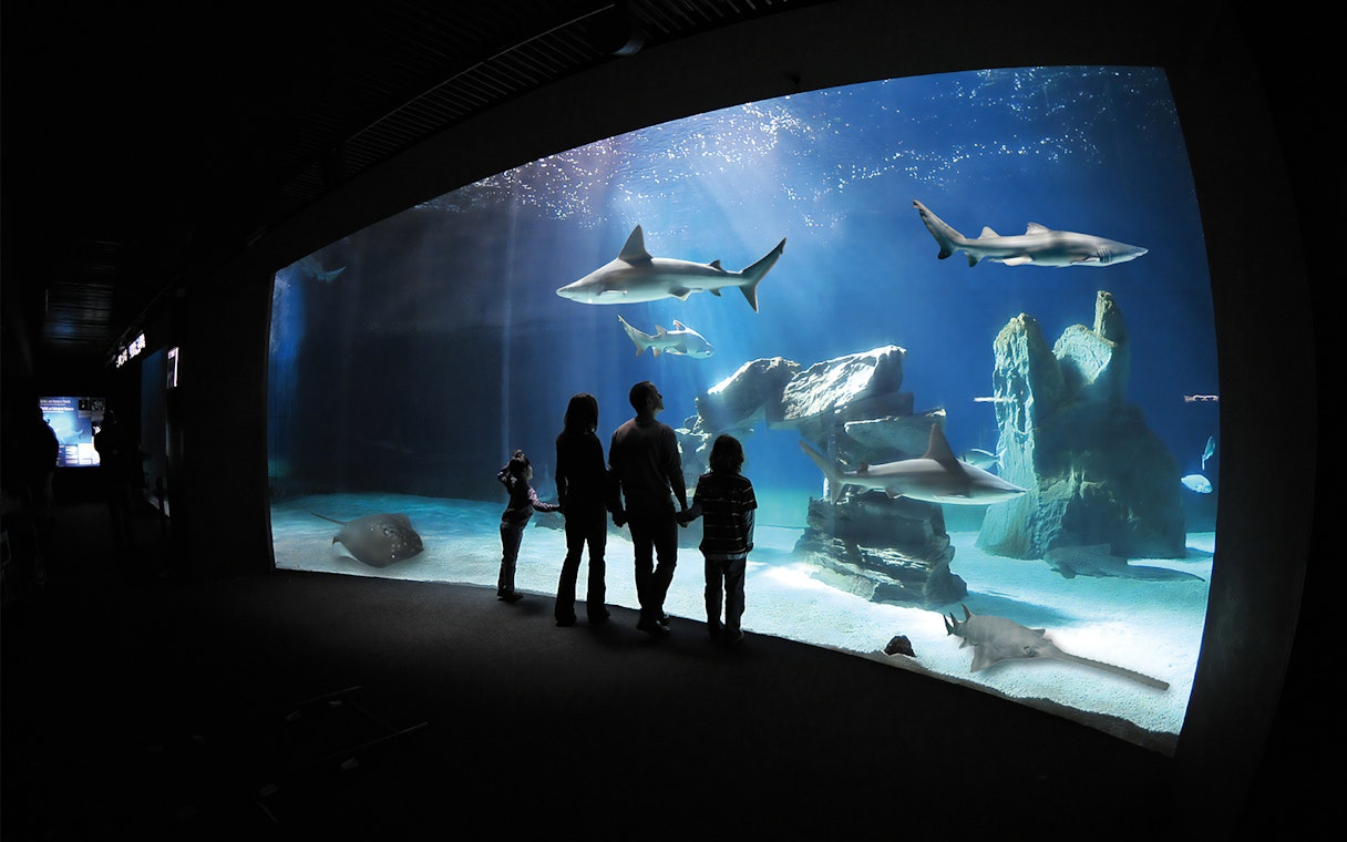 Visitors observing sharks and rays at the Genoa Aquarium.