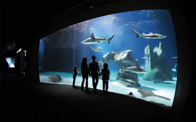 Visitors observing sharks and rays at the Genoa Aquarium.