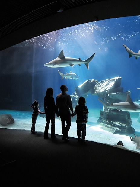 Visitors observing sharks and rays at the Genoa Aquarium.
