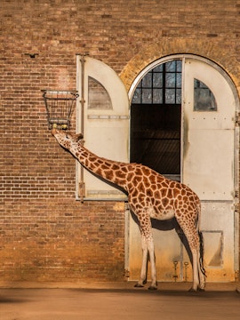 Giraffe feeding from a basket at ZSL London Zoo.