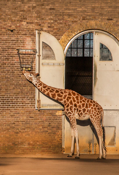 Giraffe feeding from a basket at ZSL London Zoo.