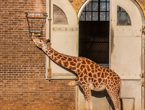 Giraffe feeding from a basket at ZSL London Zoo.