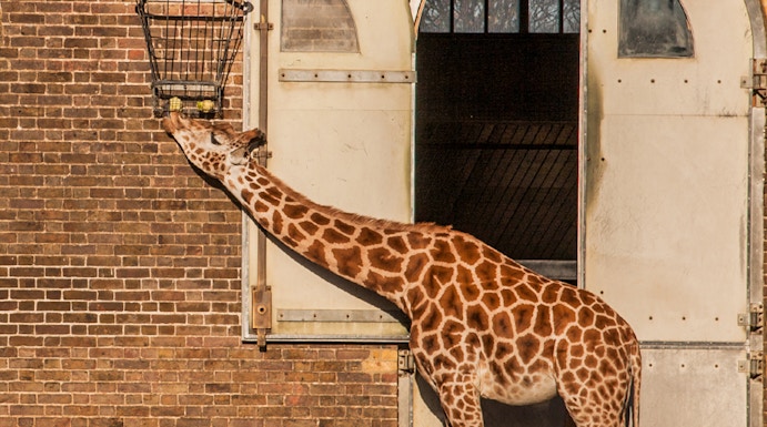 Giraffe feeding from a basket at ZSL London Zoo.