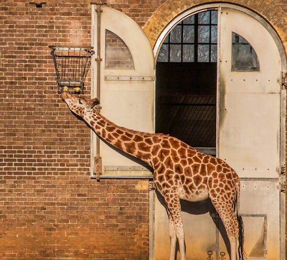 Giraffe feeding from a basket at ZSL London Zoo.