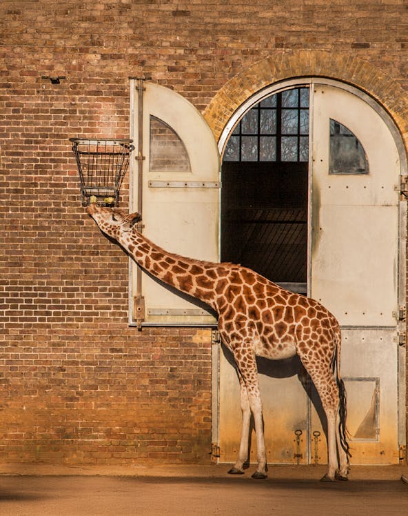 Giraffe feeding from a basket at ZSL London Zoo.