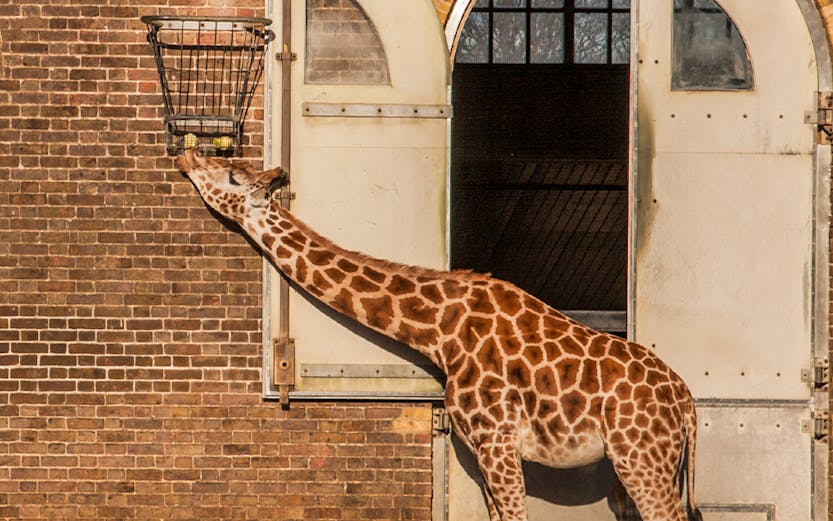 Giraffe feeding from a basket at ZSL London Zoo.