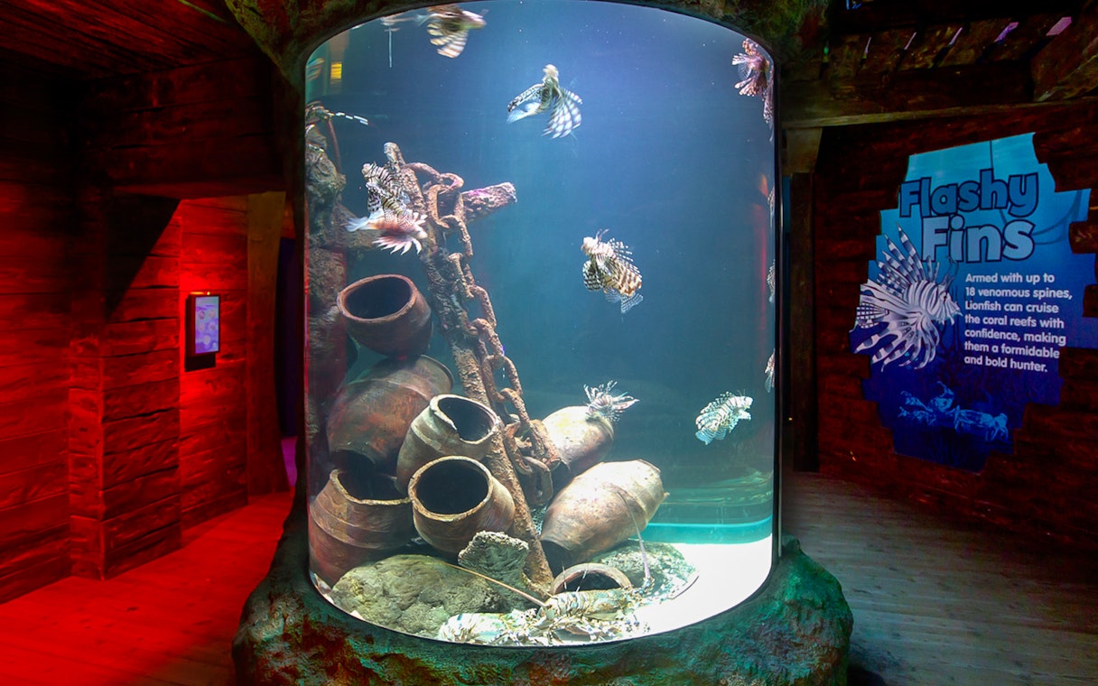 Lionfish swimming in a cylindrical tank at SEA LIFE Melbourne.