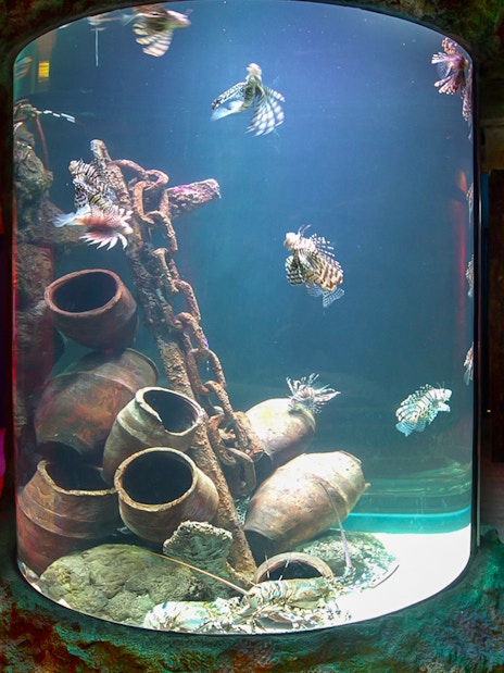 Lionfish swimming in a cylindrical tank at SEA LIFE Melbourne.