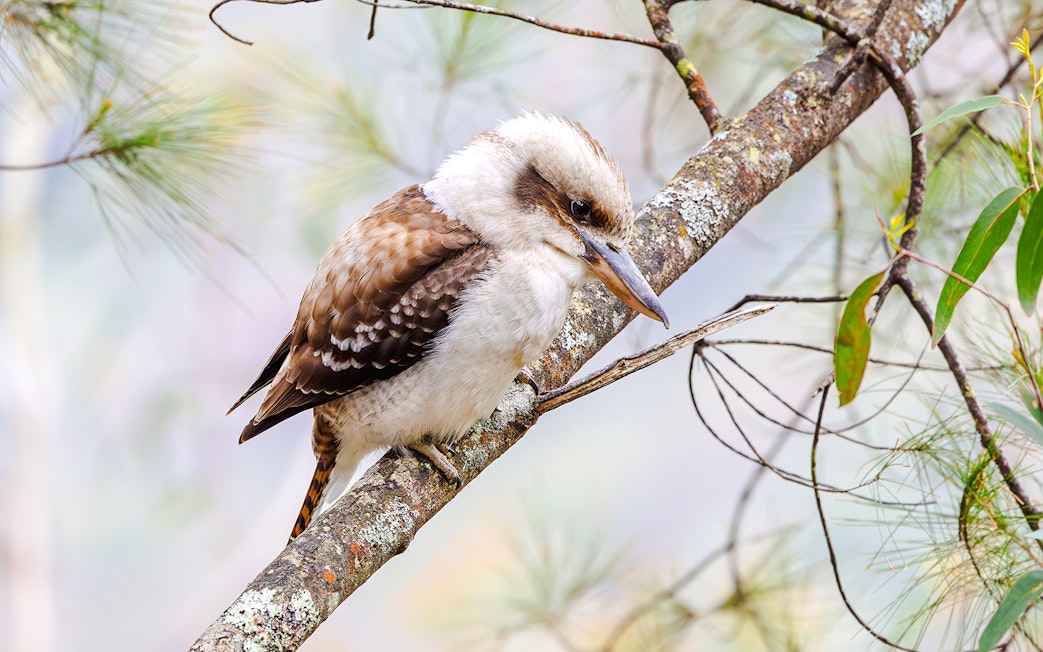Kookaburra perched on a branch in the Blue Mountains, Australia.