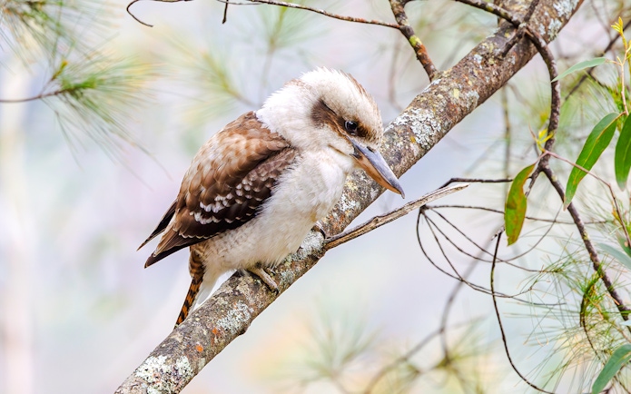 Kookaburra perched on a branch in the Blue Mountains, Australia.