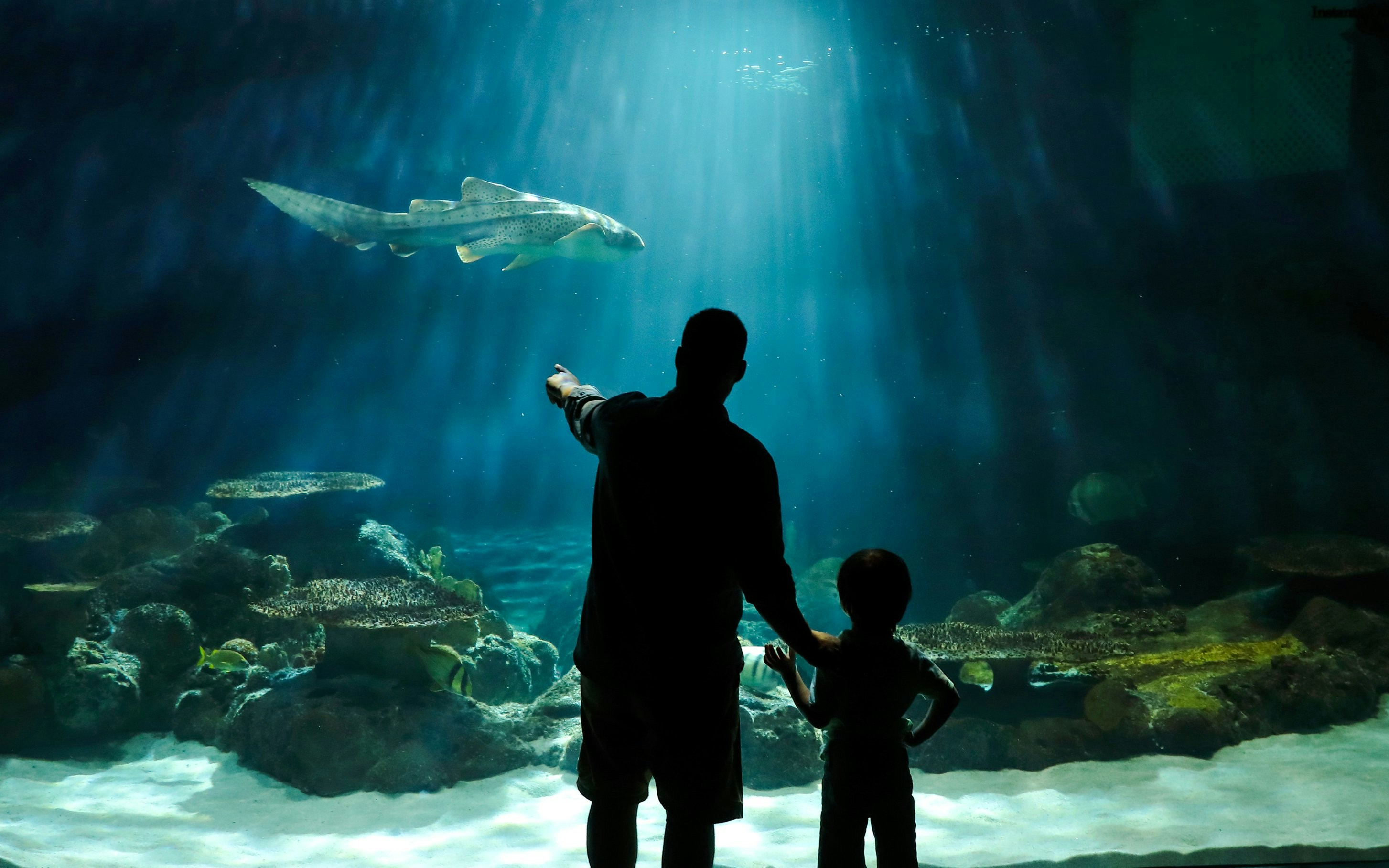 Father and child observing shark at Six Flags: Discovery Kingdom aquarium.