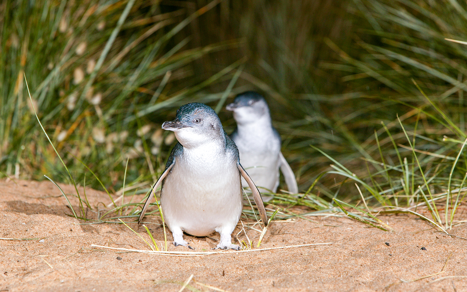 Phillip Island penguins walking on sandy path surrounded by grass.