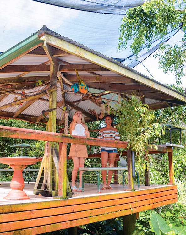 Visitors observing colorful birds at Birdworld Kuranda, Cairns.