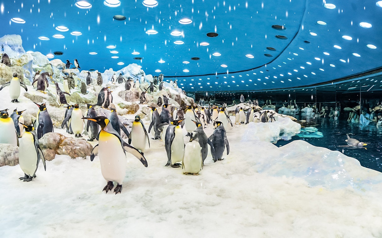 Penguins in icy enclosure at Loro Park, Tenerife.