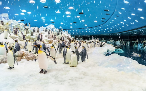 Penguins in icy enclosure at Loro Park, Tenerife.