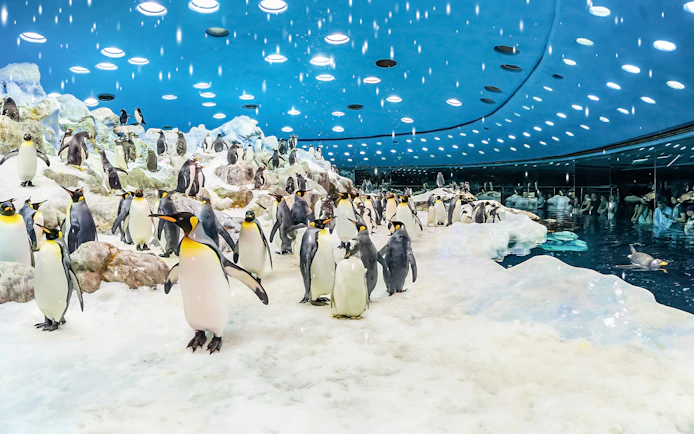 Penguins in icy enclosure at Loro Park, Tenerife.