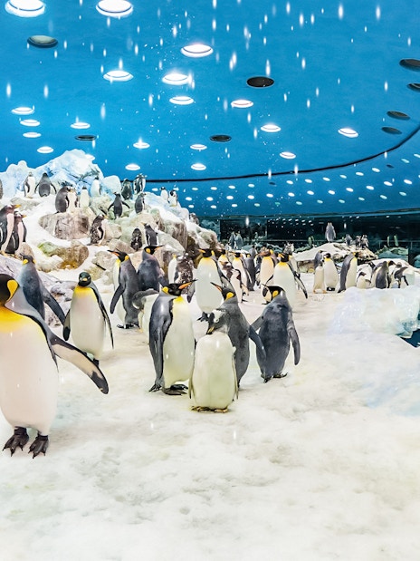 Penguins in icy enclosure at Loro Park, Tenerife.