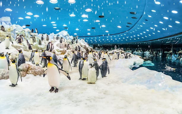 Penguins in icy enclosure at Loro Park, Tenerife.