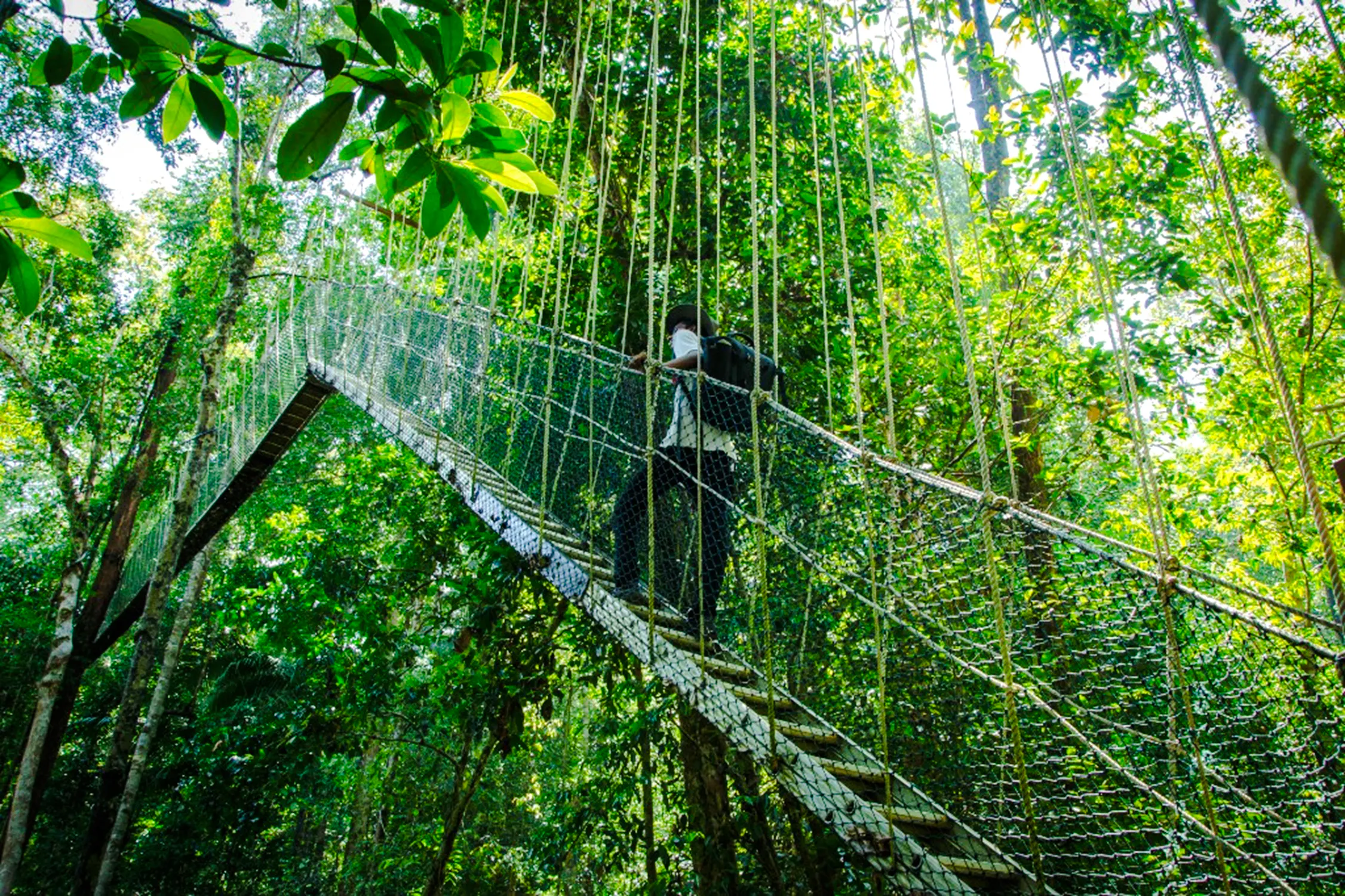 from kuala lumpur: taman negara national park private day trip with canopy walkway-11