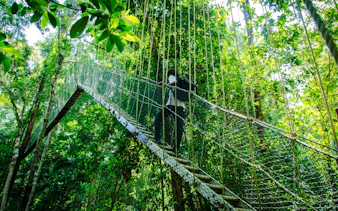 desde kuala lumpur: excursión privada de un día al parque nacional de taman negara con paseo por las copas de los árboles-11