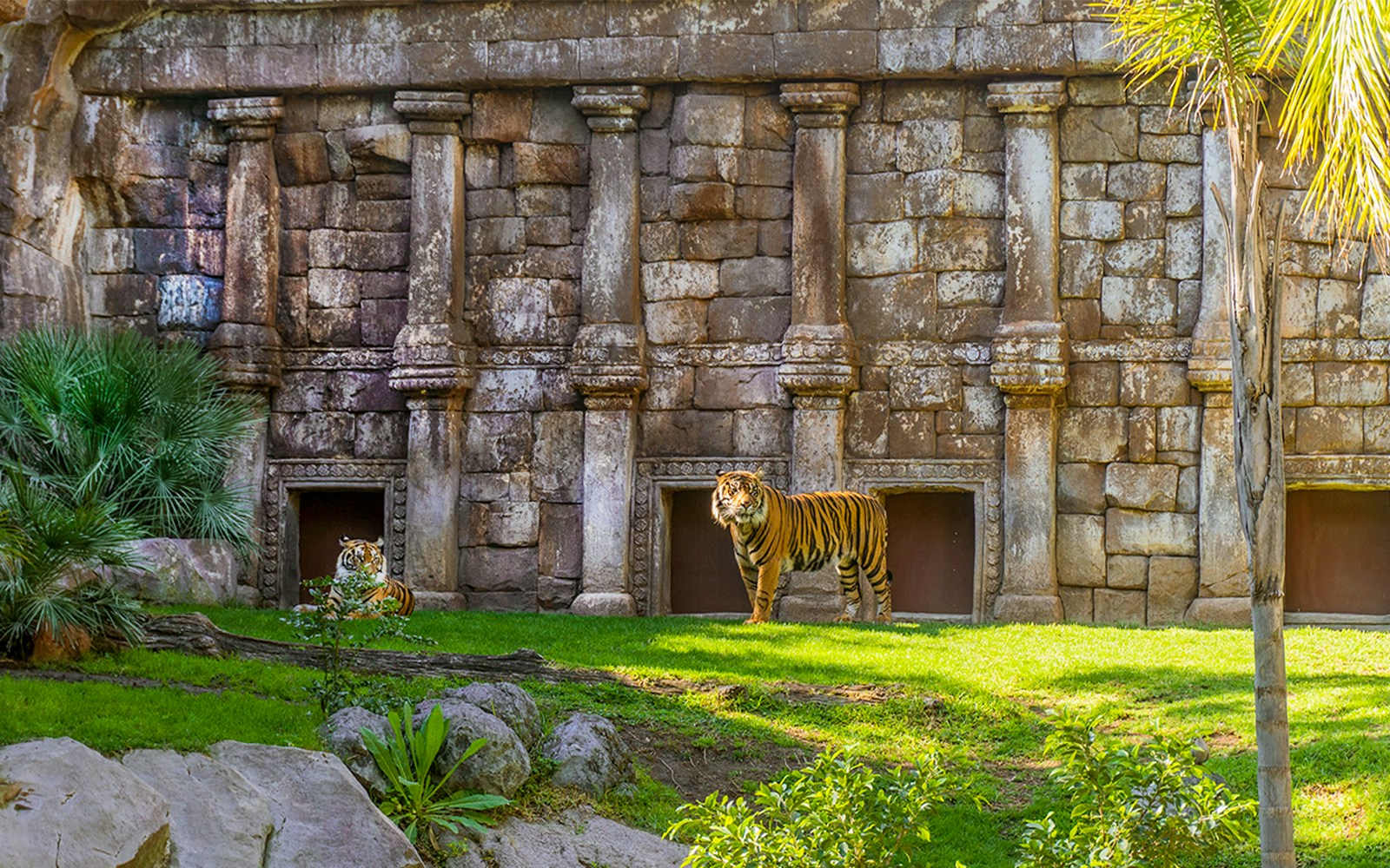 Siberian tiger in front of stone structure at Bioparc Fuengirola, Spain.