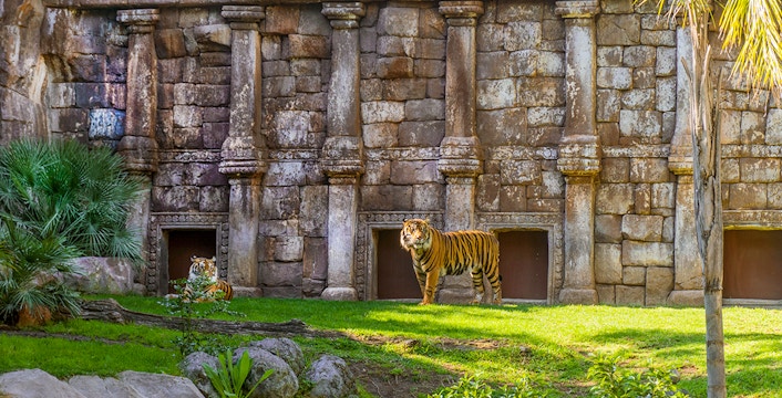 Siberian tiger in front of stone structure at Bioparc Fuengirola, Spain.