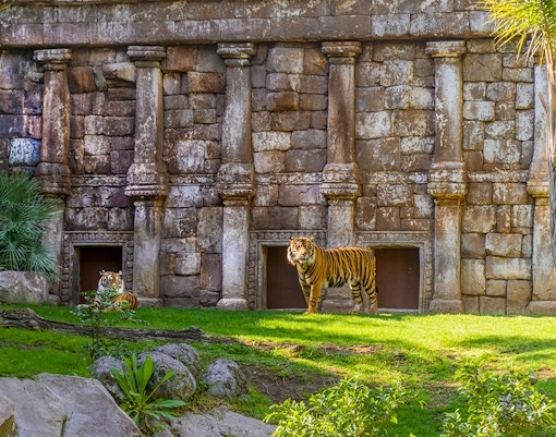 Siberian tiger resting in natural habitat at Bioparc Fuengirola, Spain.