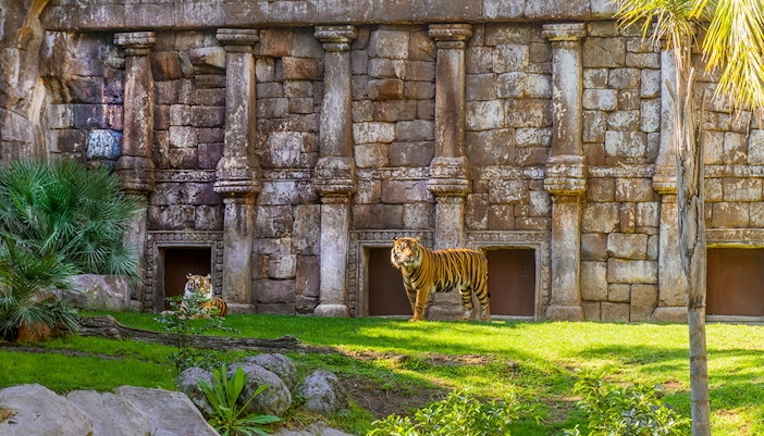 Siberian tiger in front of stone structure at Bioparc Fuengirola, Spain.