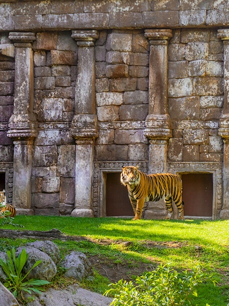 Siberian tiger in front of stone structure at Bioparc Fuengirola, Spain.