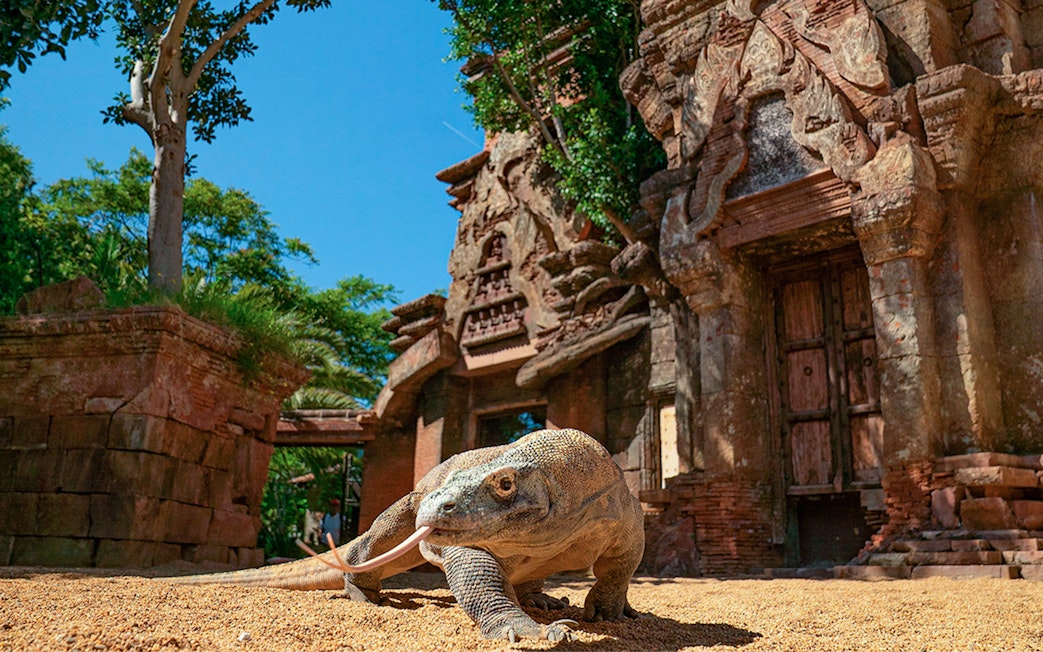 Komodo dragon in front of ancient temple structure at Bioparc Valencia.