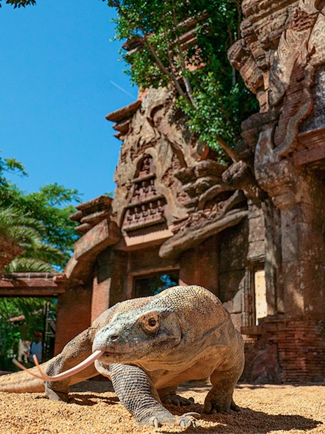 Komodo dragon in front of ancient temple structure at Bioparc Valencia.