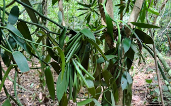 from zanzibar: jozani forest & spice farm tour with lunch-8