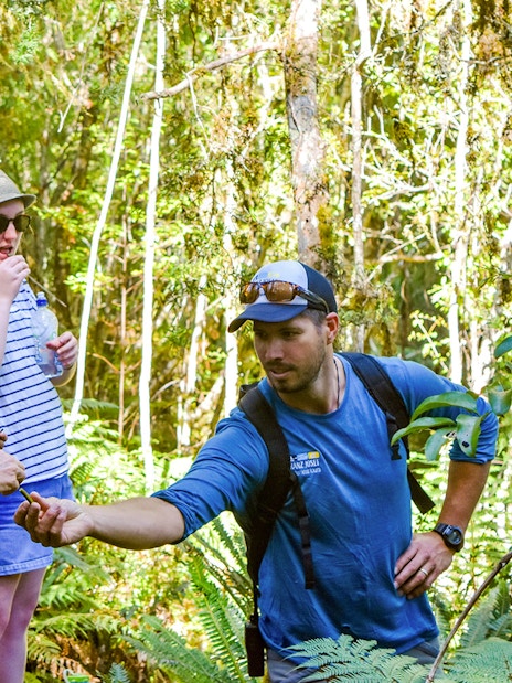 Tourists exploring plants with a guide in Franz Josef rainforest walk.