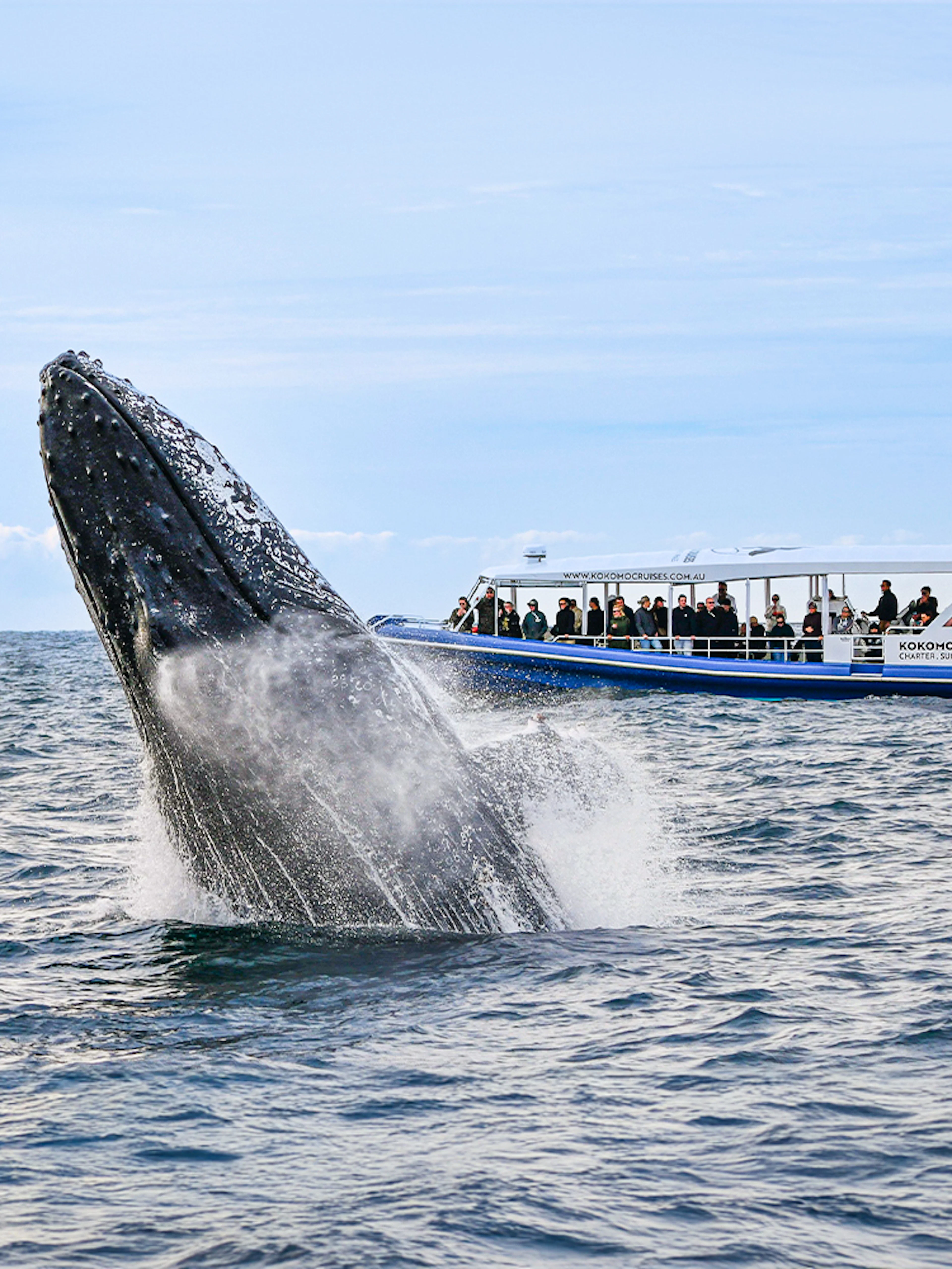 Whale breaching near tour boat during Gold Coast whale watching experience.