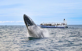 Whale breaching near tour boat during Gold Coast whale watching experience.