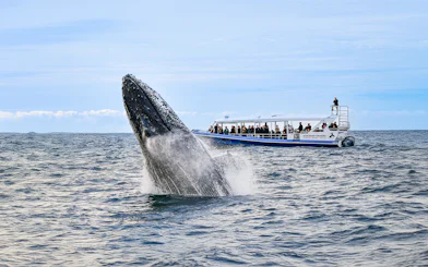 Whale breaching near tour boat during Gold Coast whale watching experience.