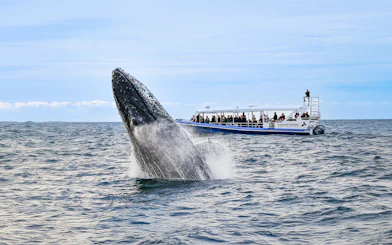 Whale breaching near tour boat during Gold Coast whale watching experience.