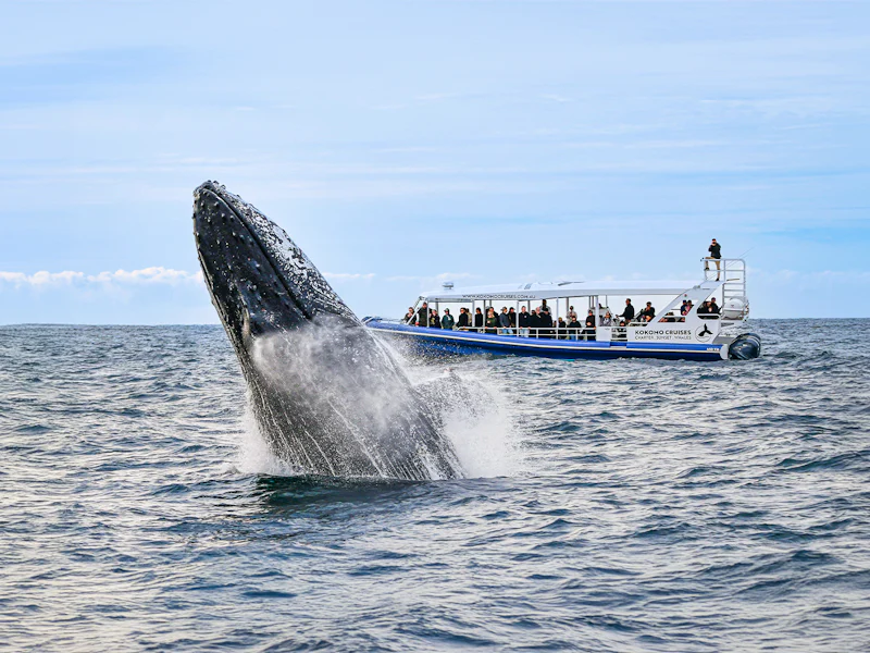 Whale Watching Cruise With Front Row View - Gold Coast