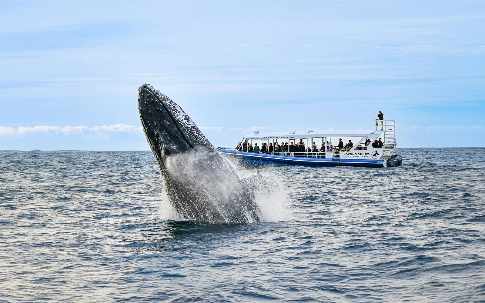 Whale breaching near tour boat during Gold Coast whale watching experience.