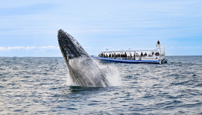 Whale breaching near tour boat during Gold Coast whale watching experience.
