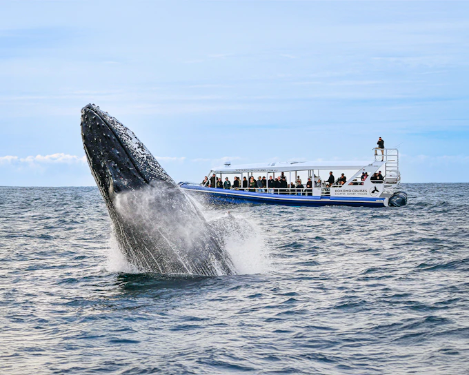 Whale Watching Cruise with Front Row View