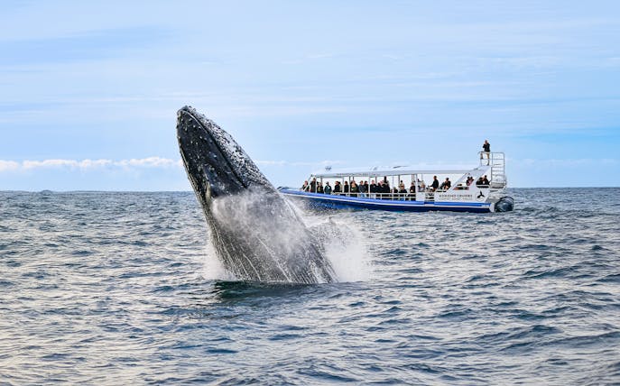 Whale breaching near tour boat during Gold Coast whale watching experience.