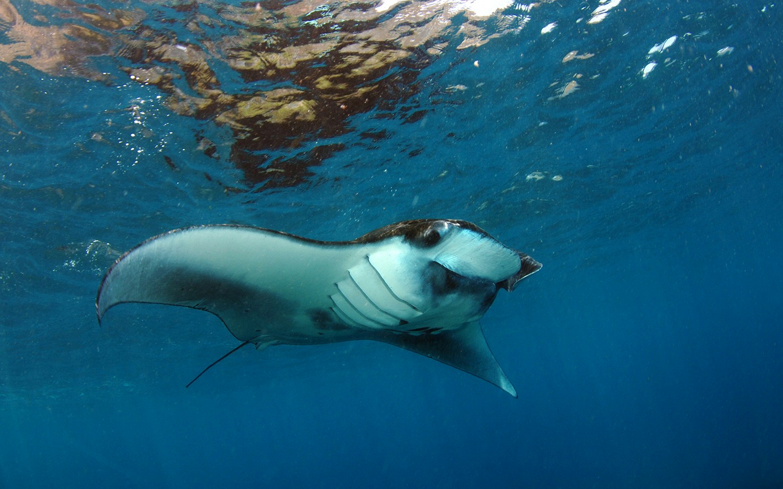 Snorkelers swimming with manta rays in clear waters off Nusa Penida, Indonesia.